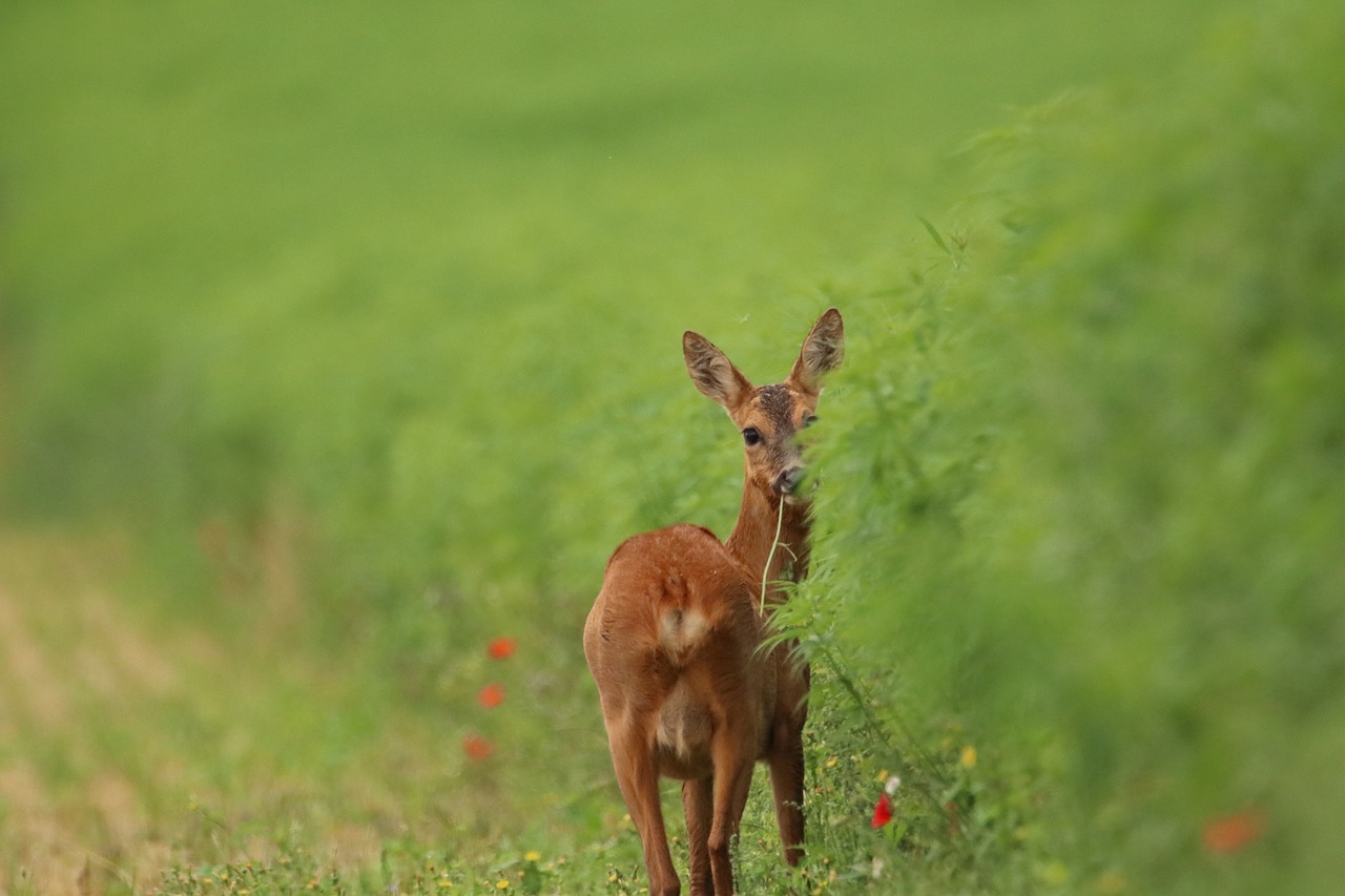 What Role Can You Play in Biodiversity Conservation?